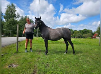 Welsh B, Mare, 2 years, 13.2 hh, Grey