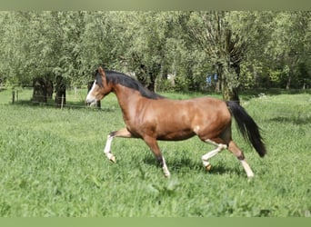 Welsh B, Mare, 2 years, 13 hh, Brown-Light