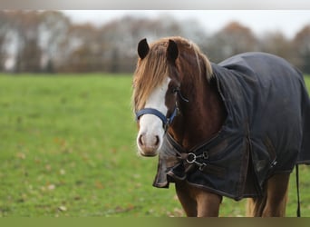 Welsh B, Mare, 2 years, 13 hh, Chestnut-Red