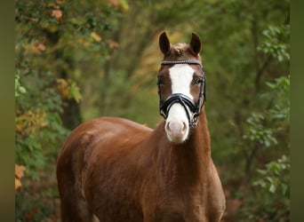 Welsh B, Mare, 2 years, 13 hh, Chestnut-Red