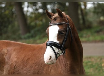 Welsh B, Mare, 2 years, 13 hh, Chestnut-Red