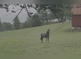 Welsh B, Mare, 2 years, 13,2 hh, Grey