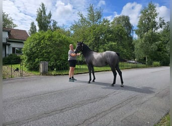 Welsh B, Mare, 2 years, 13,2 hh, Grey