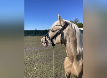 Welsh B, Mare, 2 years, Palomino
