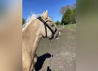 Welsh B, Mare, 2 years, Palomino