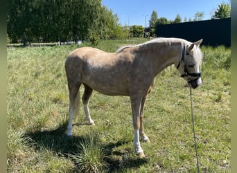 Welsh B, Mare, 2 years, Palomino