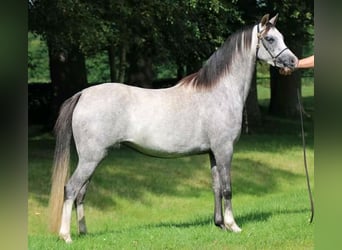 Welsh B, Mare, 2 years, Roan-Blue