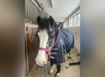 Welsh B Mix, Mare, 31 years, 12.2 hh, Black