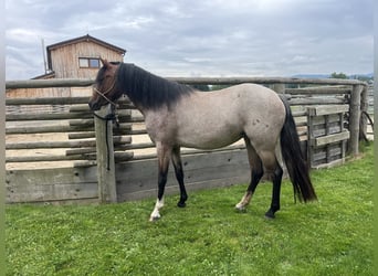 Welsh B, Mare, 3 years, 11.2 hh, Roan-Bay