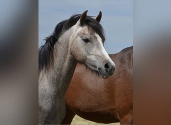 Welsh B, Mare, 3 years, 12,1 hh, Can be white