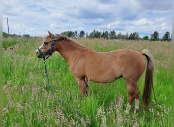 Welsh B, Mare, 3 years, 12,1 hh, Chestnut-Red