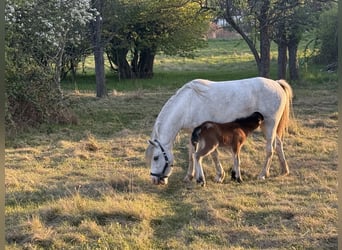 Welsh B Mix, Mare, 3 years, 12.1 hh, Grey