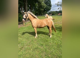 Welsh B, Mare, 3 years, 12.1 hh, Palomino