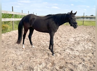 Welsh B, Mare, 3 years, 12,2 hh, Black