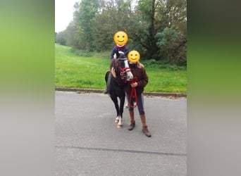 Welsh B, Mare, 3 years, 12,2 hh, Black