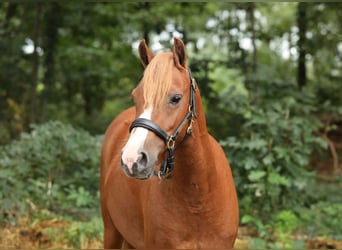 Welsh B, Mare, 3 years, 12,2 hh, Chestnut-Red