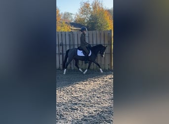 Welsh B, Mare, 3 years, 12 hh, Bay-Dark