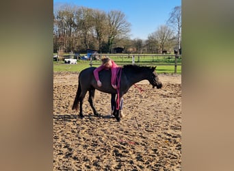 Welsh B, Mare, 3 years, 12,1 hh, Black