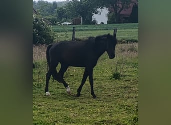 Welsh B, Mare, 3 years, 12,2 hh, Black