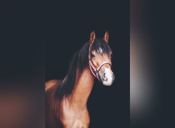 Welsh B, Mare, 3 years, 12,3 hh, Brown
