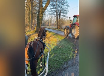 Welsh B Mix, Mare, 3 years, 13,1 hh, Brown