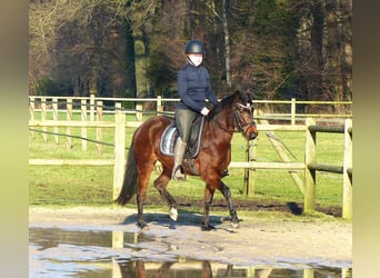 Welsh B Mix, Mare, 3 years, 13,1 hh, Brown