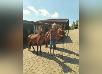 Welsh B, Mare, 3 years, 13,1 hh, Brown