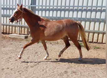 Welsh B, Mare, 3 years, 13 hh, Chestnut-Red