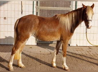 Welsh B, Mare, 3 years, 13 hh, Chestnut-Red