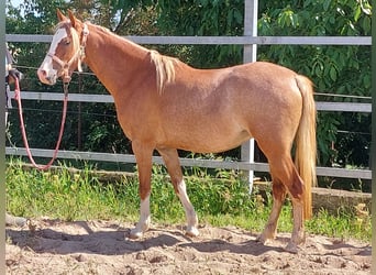 Welsh B, Mare, 3 years, 13 hh, Chestnut-Red