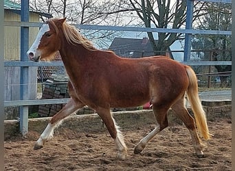 Welsh B, Mare, 3 years, 13 hh, Chestnut-Red