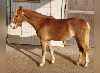 Welsh B, Mare, 3 years, 13 hh, Chestnut-Red