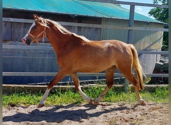 Welsh B, Mare, 3 years, 13 hh, Chestnut-Red