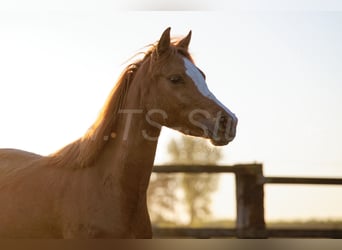 Welsh B, Mare, 3 years, 13 hh, Chestnut-Red