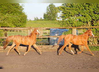 Welsh B, Mare, 3 years, 13 hh, Chestnut-Red