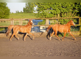 Welsh B, Mare, 3 years, 13 hh, Chestnut-Red