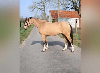Welsh B, Mare, 3 years, 13 hh, Dun