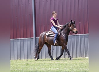 Welsh B Mix, Mare, 3 years, Bay