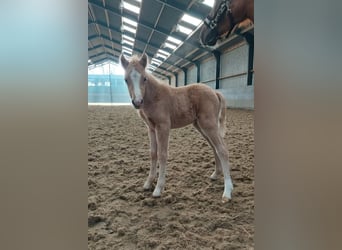 Welsh B, Mare, 3 years, Palomino