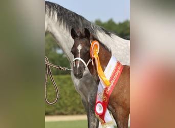 Welsh B, Mare, 3 years, Roan-Blue