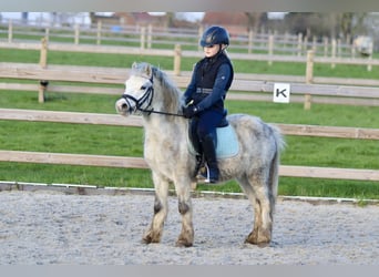 Welsh B, Mare, 4 years, 11.2 hh, Gray-Blue-Tan