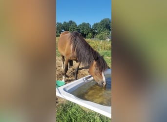 Welsh B, Mare, 4 years, 11,3 hh, Brown