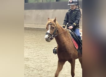 Welsh B, Mare, 4 years, 12,1 hh, Chestnut-Red