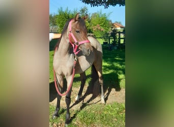 Welsh B, Mare, 4 years, 12.1 hh, Roan-Bay