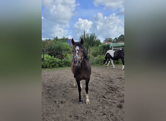 Welsh B, Mare, 4 years, 12,2 hh, Bay-Dark