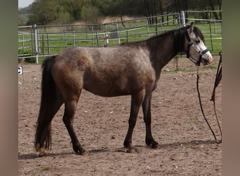 Welsh B, Mare, 4 years, 12.2 hh, Brown Falb mold