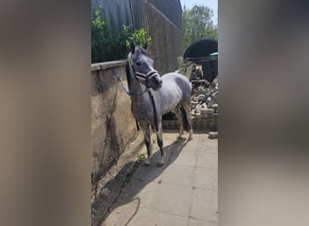 Welsh B, Mare, 4 years, 12,2 hh