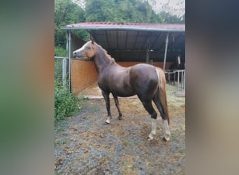 Welsh B, Mare, 4 years, 12.2 hh, Chestnut-Red