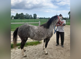 Welsh B, Mare, 4 years, 12.2 hh, Grey-Red-Tan