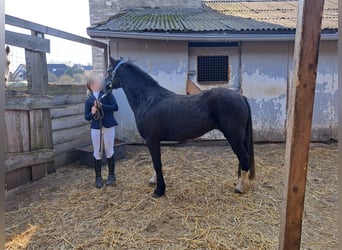 Welsh B, Mare, 4 years, 12.3 hh, Black